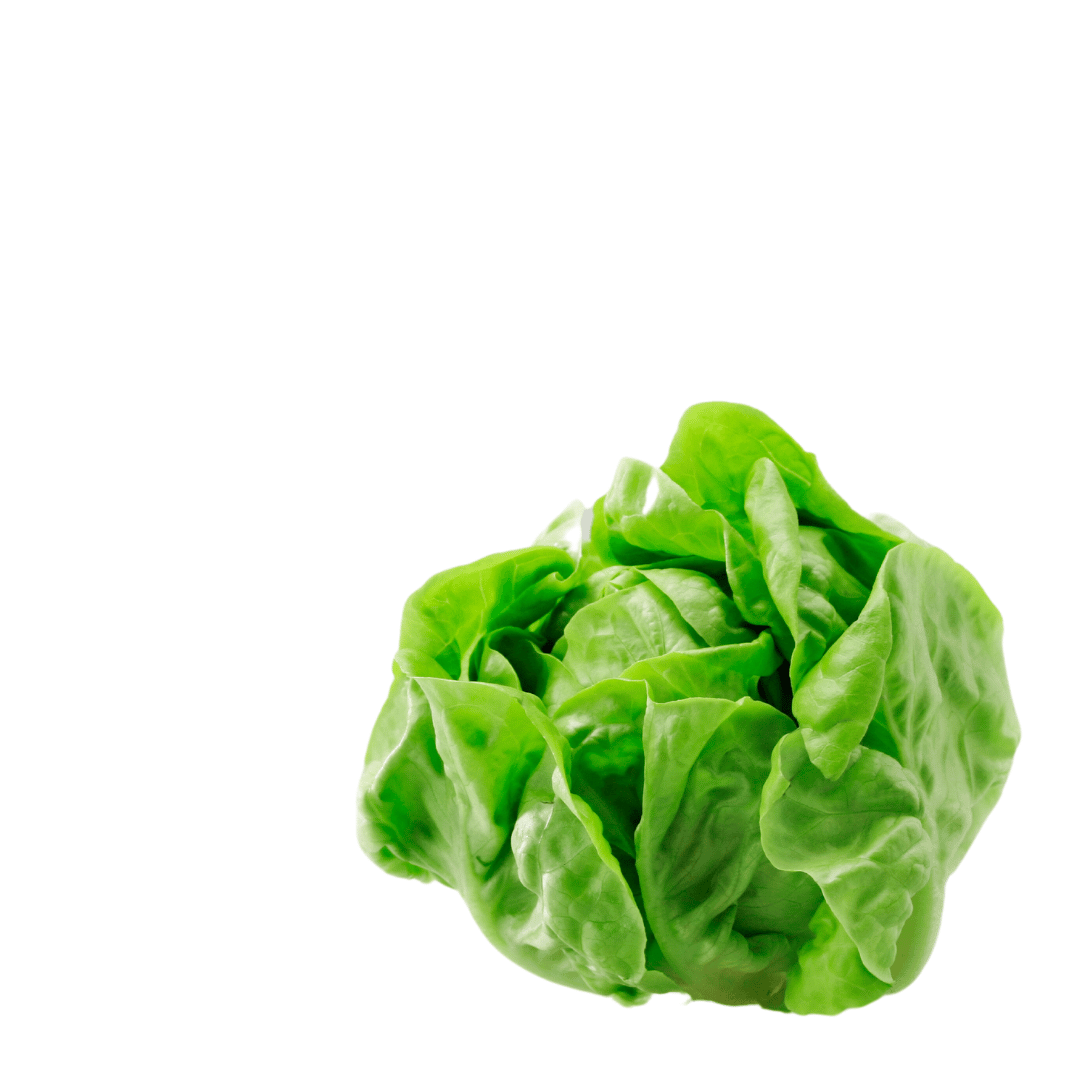 Lettuce – Burger Blog A photo of a lettuce on a white background