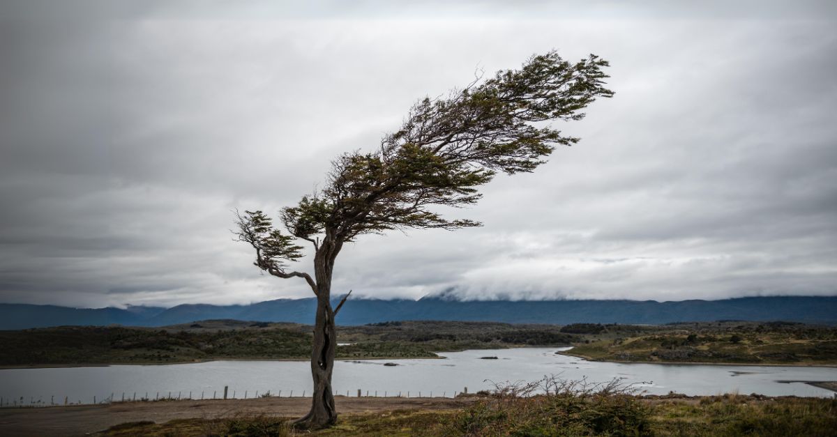 A tree shaped in the direction of the prevailing wind